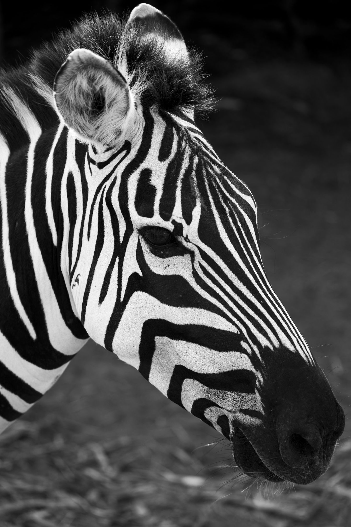 Wild Geometry
